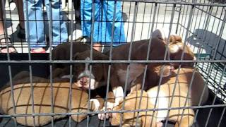 Pit Bull Puppies For Sale May 22, 2009 Venice Beach California 312