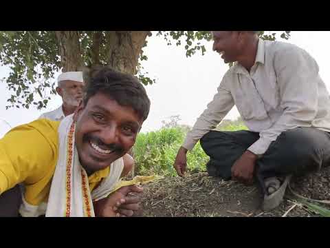 शेतात रिकाम्या गप्पा .. #कोंडू_तात्या #royalशेतकरी #funny #comedy