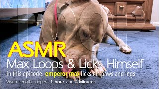 Max Loops 1 Hr Of Licking Himself Asmr Dog Looping No Talking