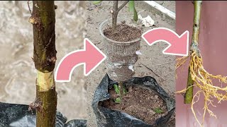 Airlayering growing #Pomegranate plant.  #अनार का एयरलेयरिंग कैसे करें