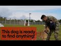 How K9 working dogs train to find narcotics and explosives