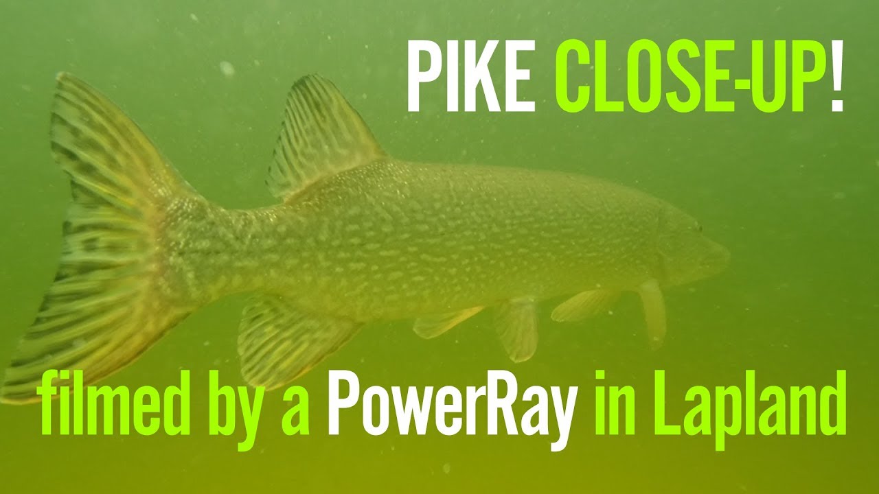 Swim with a large pike in a lake YouTube