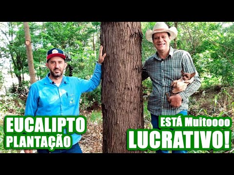 Vídeo: Você pode cultivar eucalipto no Missouri?