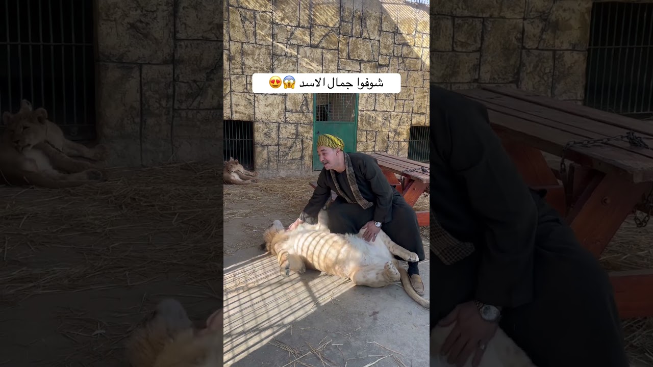 شوفوا جمال سيمبا 😍.   #cute #love #beautiful #lion #animals