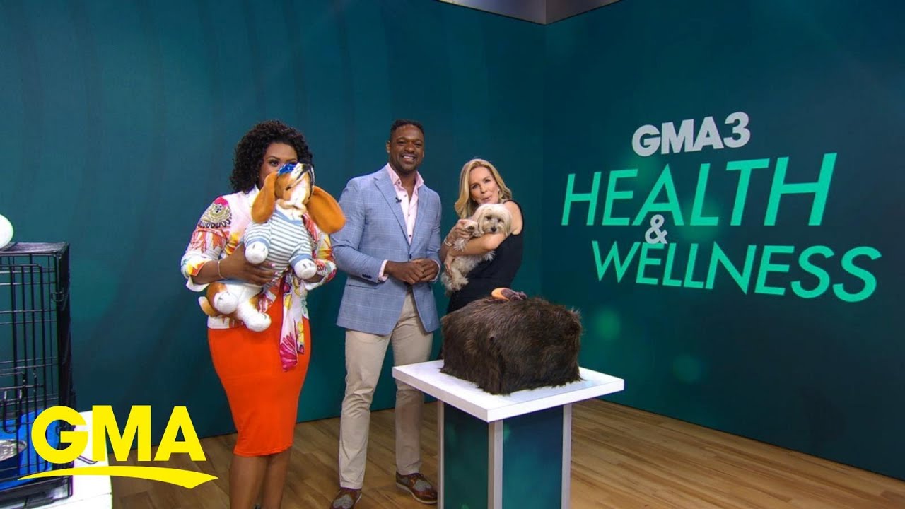 Helpful summer pet safety tips Helpful summer pet safety tips