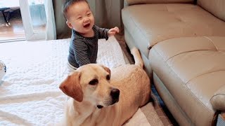 My Dog Teaches our Baby How To Walk!