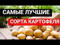 Самые урожайные сорта картофеля 2021. Сорта картофеля которые имеют одни достоинства.