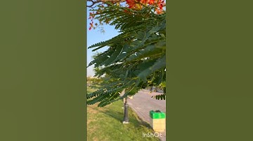 ماتيسر من سورة الأنفال من آية (٢٤)إلى (٢٥)🌿🌿💚💚🧡🤍🌼✨...