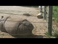 LAZY rhino farts at the Denver ZOO!!