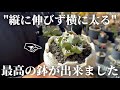 【新機能】アガベや塊根植物が太陽光でも勝手に仕上がる鉢を紹介します!!