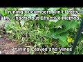 How to Prune Cucumber Plants with Leaf & Vine Examples: Principles and Purpose... Not Perfection