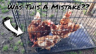 Buying Chickens On Craigslist!?! Did We Make A Mistake???