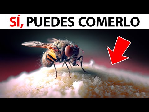 Video: ¿A quién comen las moscas domésticas?