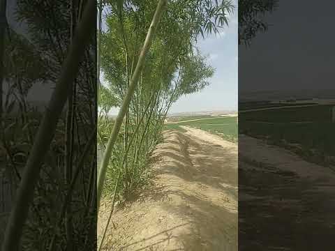 ۲۵ مارس ۲۰۲۵