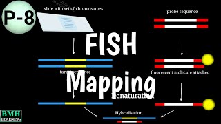 Fish Mapping Fluorescence In Situ Hybridization 
