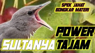 SPEK JAHAT‼️SULTANYA TEMBAKAN POWER TAJAM PEDAS MASTERAN UNTUK BURUNG LOMBA KICAU