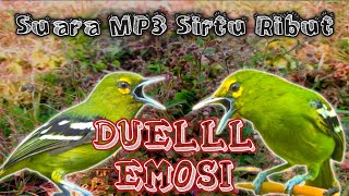 SUARA MP3 Sirtu/Cipoh Ribut Di Alam Liar, Solusi sirtu susah turun.