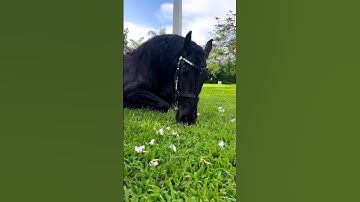 Behind the Scenes - Horse Photo Shoot #bts