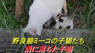 溝に落ちた子猫を救出する野良猫ミーコ Stray cat Miiko tries to rescue her kitten 2024 年5月10日撮影