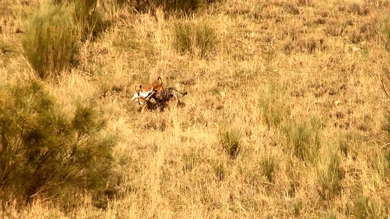 GALGOS Y LIEBRES EN CAMPO, COMUNIDAD DE MADRID  23 - 11 -  2025 VIDEO ORIGINAL,,,
