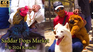 Dogs Market Saddar Karachi 742024 Karachi | Rare Hen and Rooster | कुत्ते और मुर्गा बाज़ार कराची