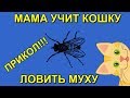 МАМА УЧИТ КОШКУ ЛОВИТЬ МУХУ | MOM TEACHES A CAT TO CATCH A FLY