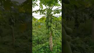 papaya plantation