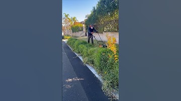 One of the worst lawns you will see! Thoughts? #shorts #asmr #lawncare