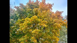 Осень золотая (красота родной природы 5)