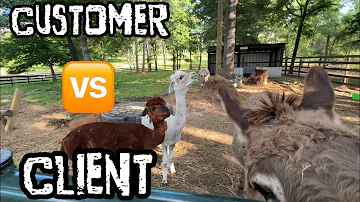 MISSION IMPOSSIBLE: Sneaking Up On My Goats-