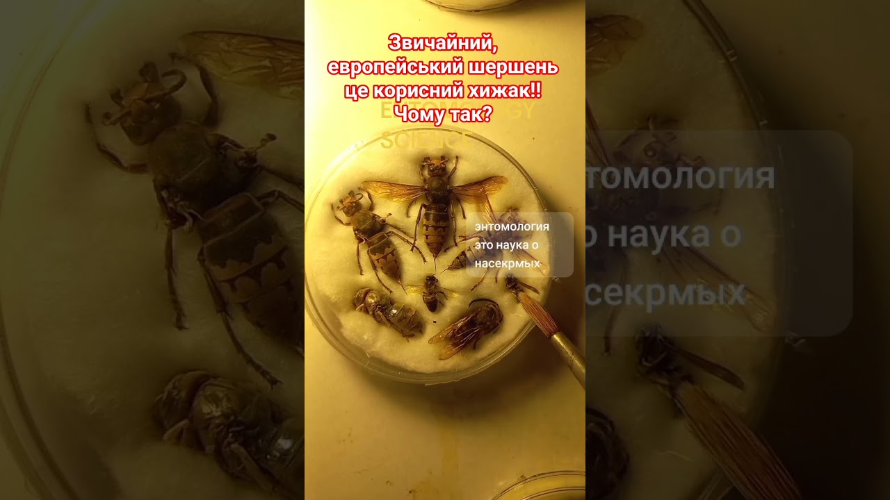 ЕВРОПЕЙСЬКИЙ ШЕРШЕНЬ ЦЕ КОРИСНИЙ ХИЖАК! ЧОМУ? ДИВИСЬ ЙОГО ОСОБЛИВОСТІ! БАЧИВ ЙОГО АБО ЇНЬШОГО?