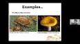 The Fascinating World of Fungi: From Soil Decomposers to Culinary Delights ile ilgili video