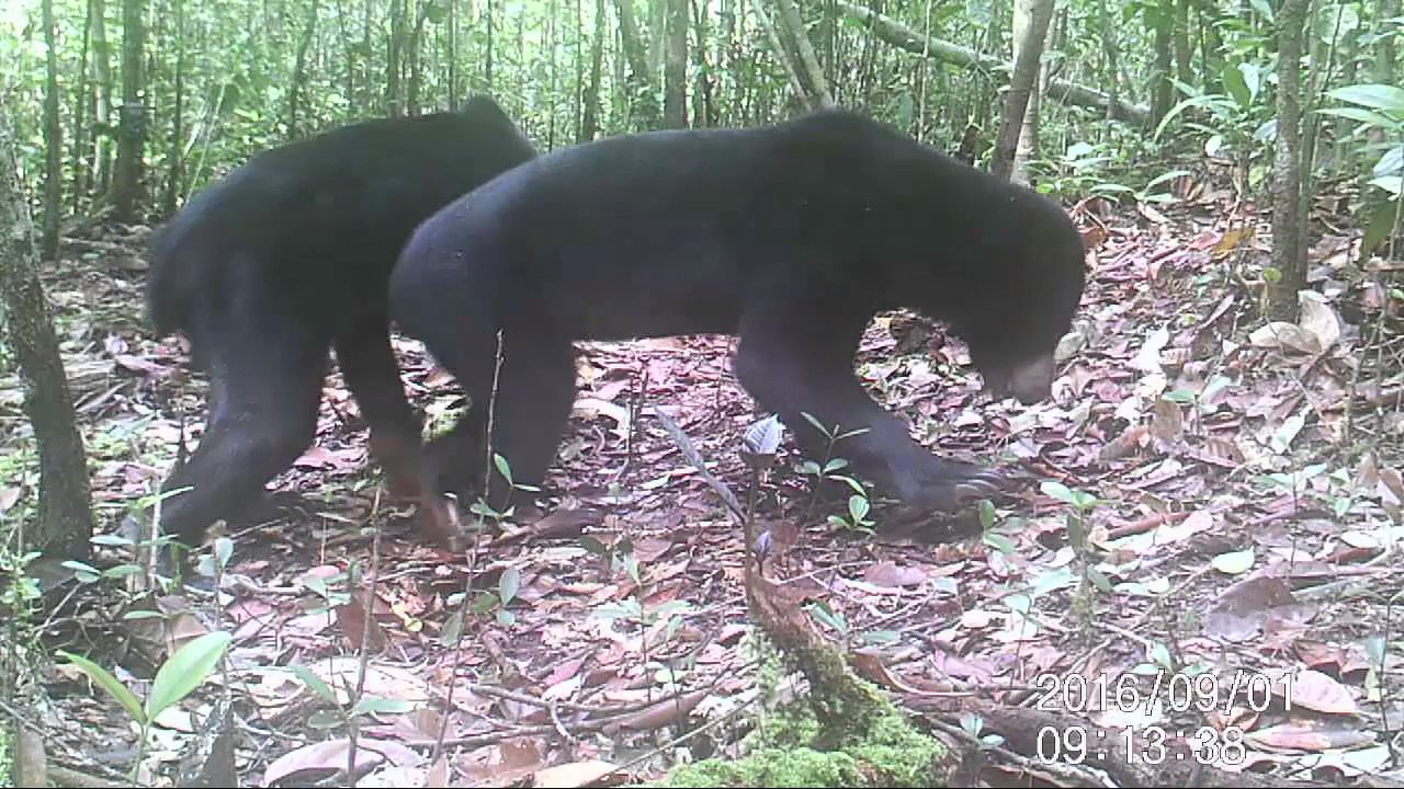 mamalia ciri ciri Sun bear aware with camera trap - Borneo (Indonesia)