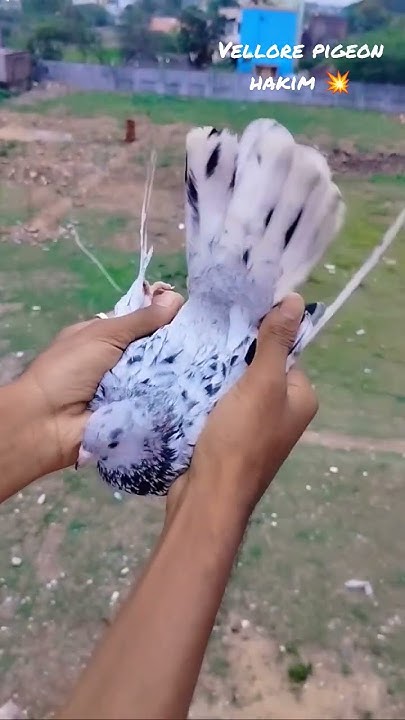 boori-male-show-vellore-pigeon-hakim-youtube