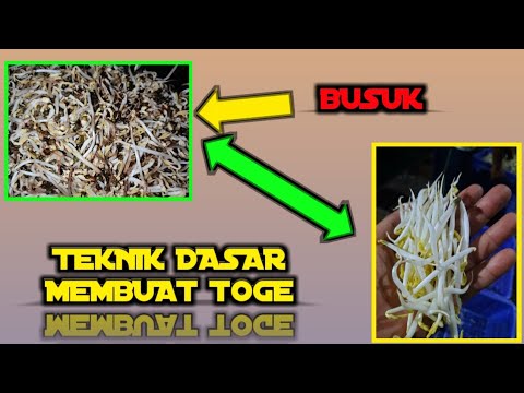 Rahasia bikin toge || Cara bikin tauge || Ilmu dasar bikin tauge || 100% Berhasil