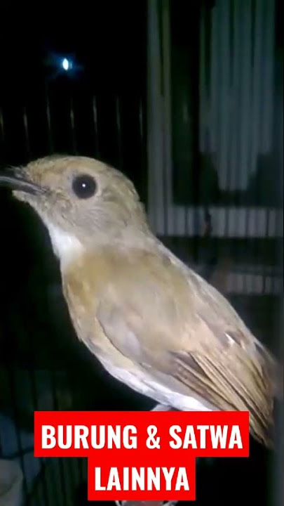 brown chested jungle flycatcher