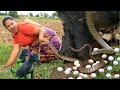survival in forest - Catch Snake egg in forest - Cooking egg Snake and Squid for food