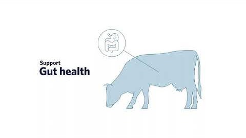 Probiotics for Ruminants