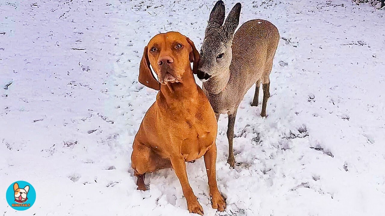 Dog Finds Abandoned Baby Deer… What He Did Next Shocked Everyone