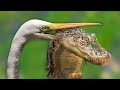 This Savage Bird Even Eats Crocodiles