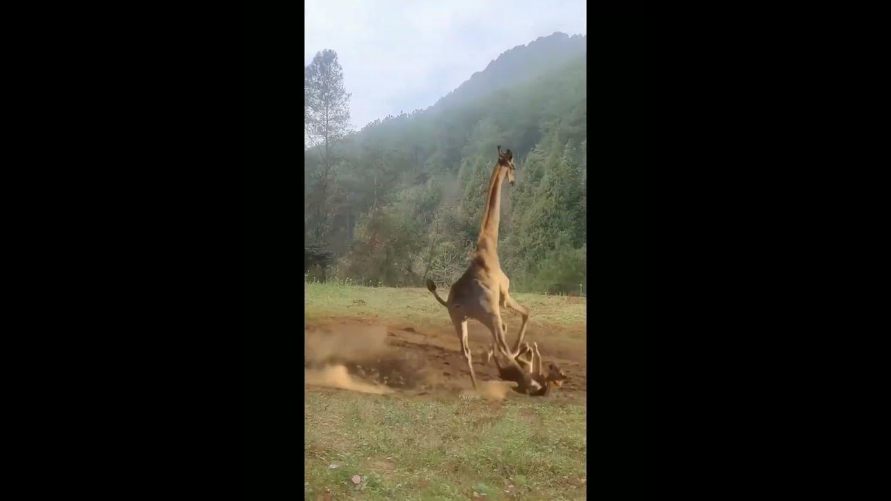 giraffe beat's lion #shortsbeta #shortsfeed #shorts - YouTube