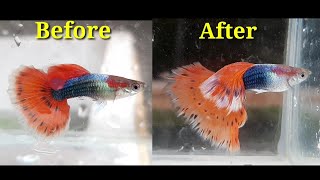Try This Grooming Method for Guppy Using Water Containers