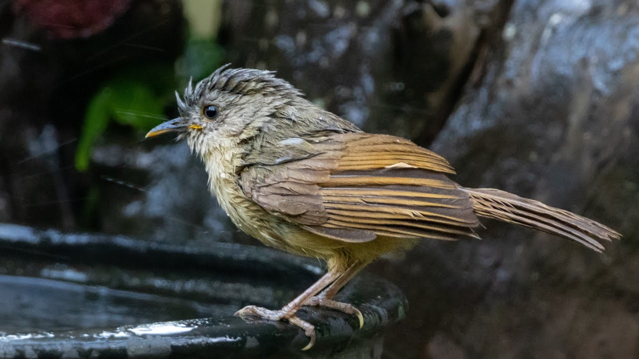 Brown-cheeked fulvetta (Alcippe poioicephala)