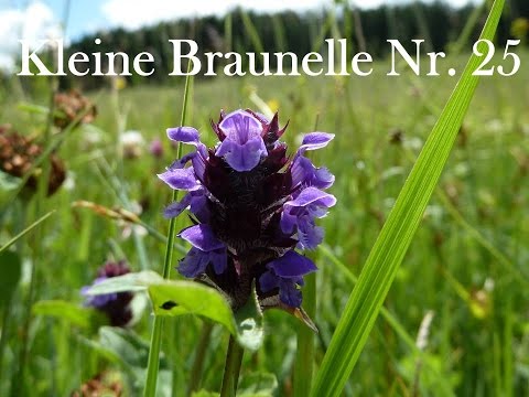 Helping Flowers®-My Flower Movie-Kleine Braunelle