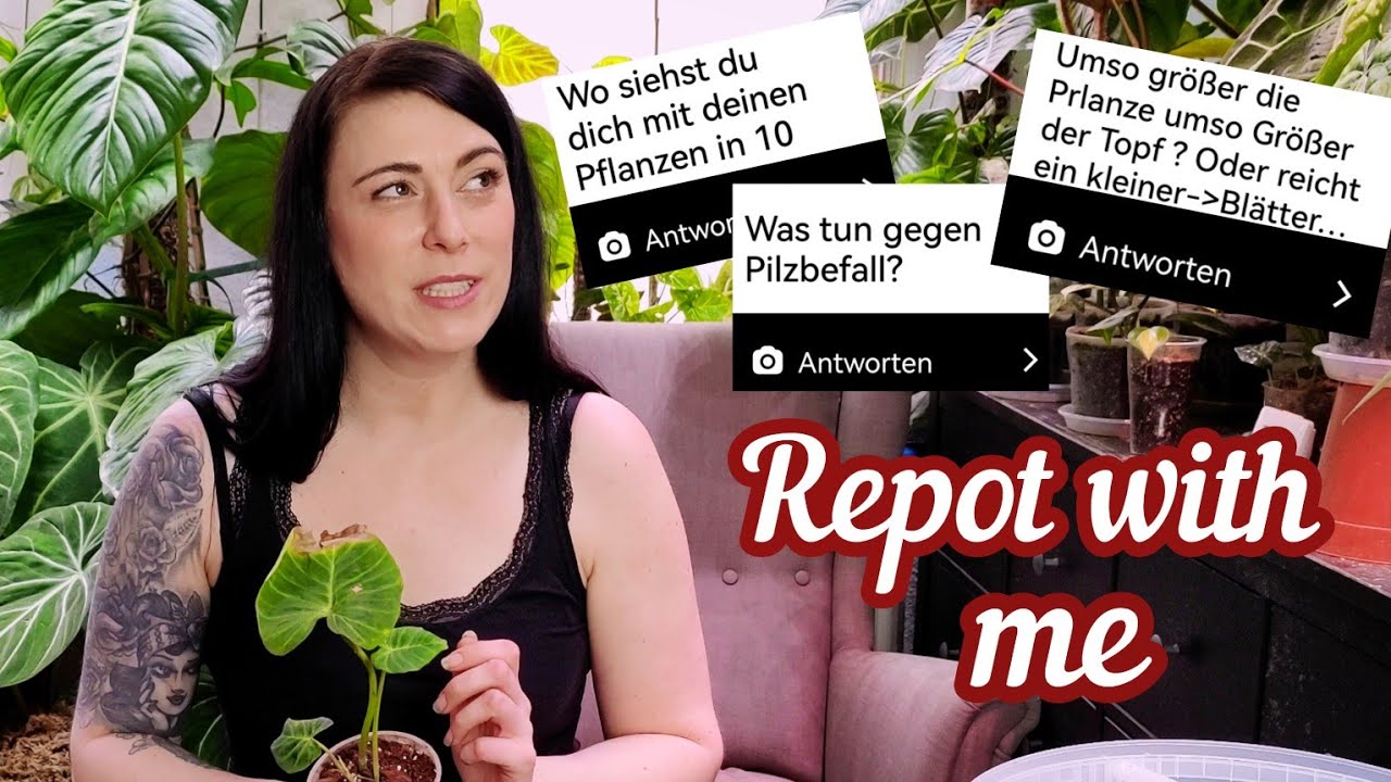 Ich beantworte eure Fragen zu Zimmerpflanzen / Pilz, umtopfen, Aloscasia hängt