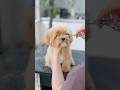 もさもさマルプーの子犬が大変身したら・・・