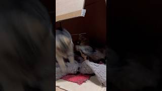 two cats fight #cat #nature #villagelife