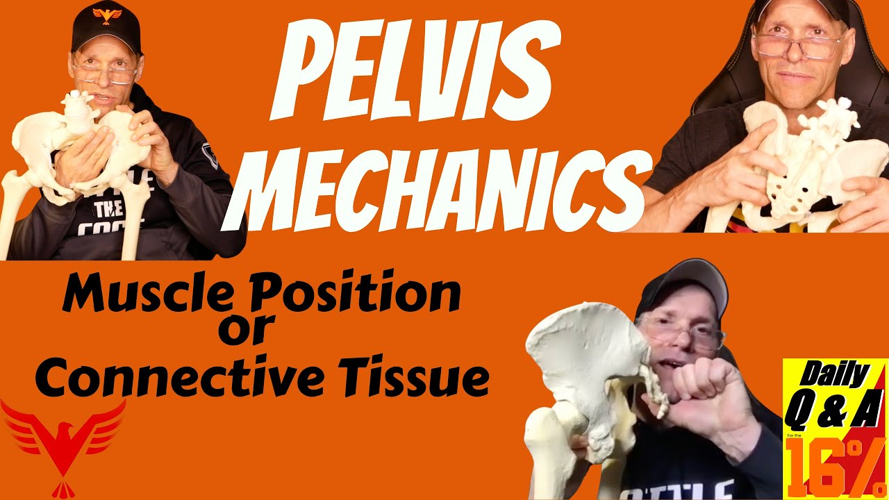 Pelvis Mechanics - Is it muscle position or connective tissues - BillHartmanPT.com Q&A for The 16%