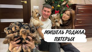 Роды Йоркширского терьера. Рожаем дома. Мать-героиня! Пять щенков )