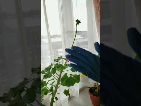 Video: Kada pelargonija cvjeta?